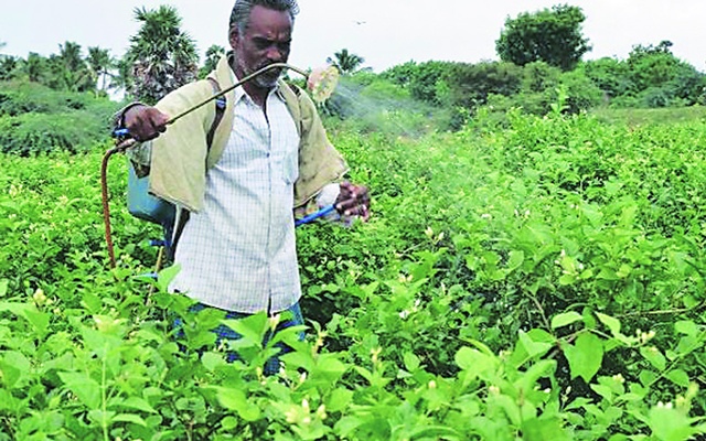 জমিতে কীটনাশক ছিটিয়ে ২০ কৃষকের মৃত্যু