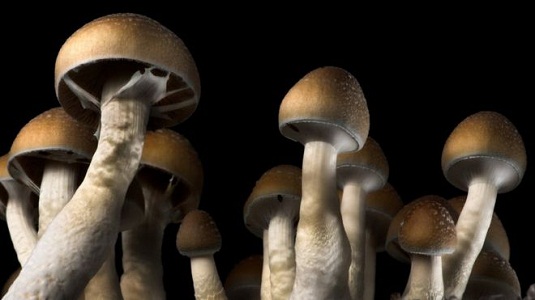 ব্যাঙের ছাতায় বিষণ্নতা কাটানোর উপাদান