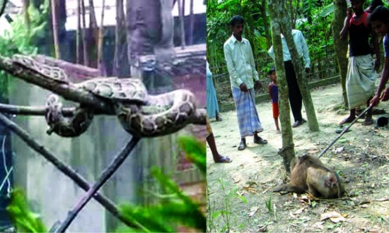খাবারের অভাবে পাহাড় ছেড়ে লোকালয়ে বন্যপ্রাণী