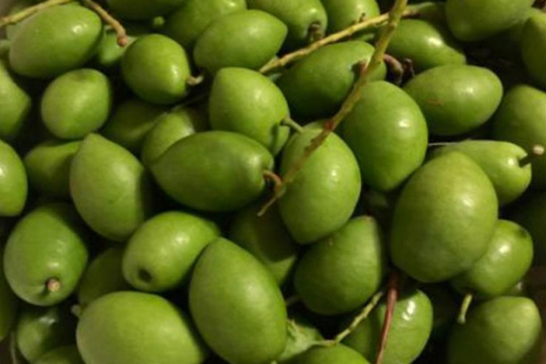 শীতে জলপাই খাওয়ার উপকারিতা