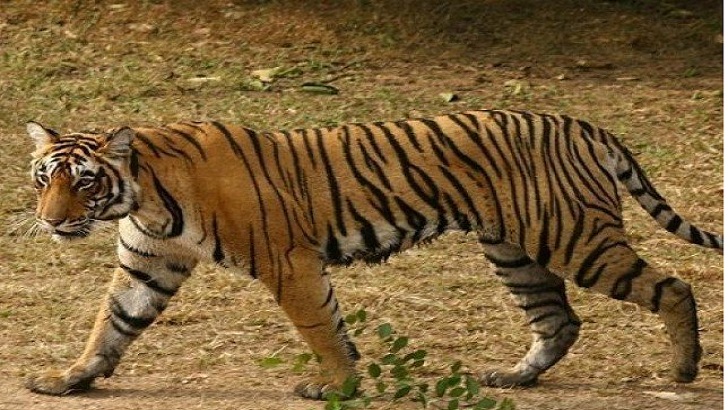 মানব হত্যাকারী বাঘিনীকে রক্ষায় আপিল খারিজ