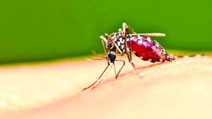 ঘরোয়া উপায়ে মশা তাড়ান