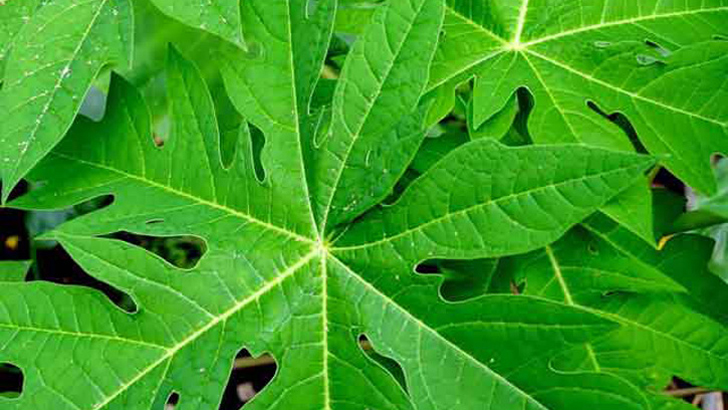 ডেঙ্গু প্রতিরোধে পেঁপে পাতা