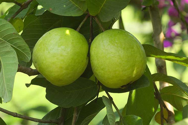 ডায়াবেটিস নিয়ন্ত্রণে সর্বোৎকৃষ্ট ফল পেয়ারা