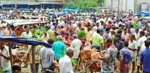 ঠাকুরগাঁওয়ে দেশি গরুর সরবরাহ ভালো, খামারের গরু নিয়ে হাটে এসেছেন বিক্রির আশায়, গরুর দাম প্রত্যাশিত না হওয়ায় পড়েছেন বিপাকে
