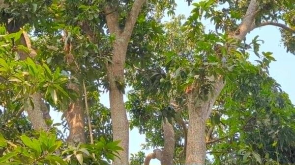 রাজবাড়ীর কালুখালীতে আম গাছ থেকে পড়ে প্রবাসীর স্ত্রীর মৃত্যু
