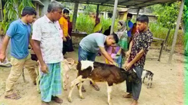 ঠাকুরগাঁওয়ে গরুর লাম্পি ভাইরাস, ক্ষতিগ্রস্ত খামারিরা