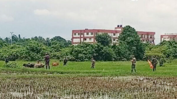১০টি গরু আটক করে বিএসএফ, বিজিবিকে ফেরত