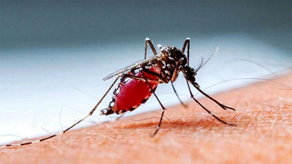 ডেঙ্গুতে ৪ জনের মৃত্যু, ভর্তি ৫৬৮