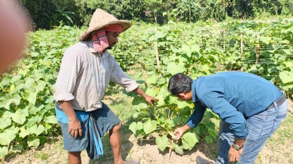 আগাম শীতকালীন সবজিতে ভরে উঠেছে রাজবাড়ীর হাট-বাজার